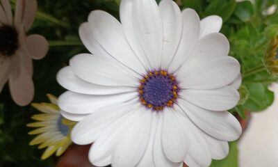 Foto de Jamara