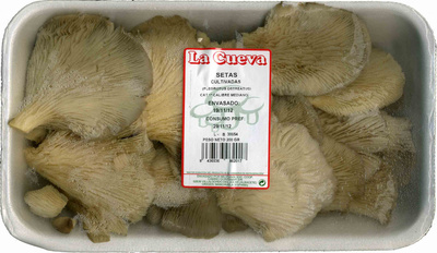 Foto de Setas pleorotus